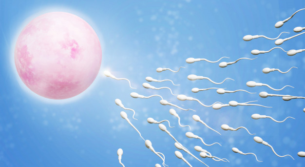 spermatozoidai