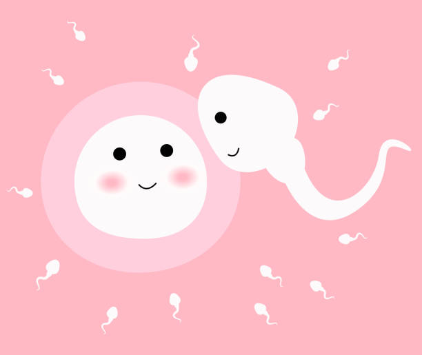 spermatozoidas ir kiaušialąstė