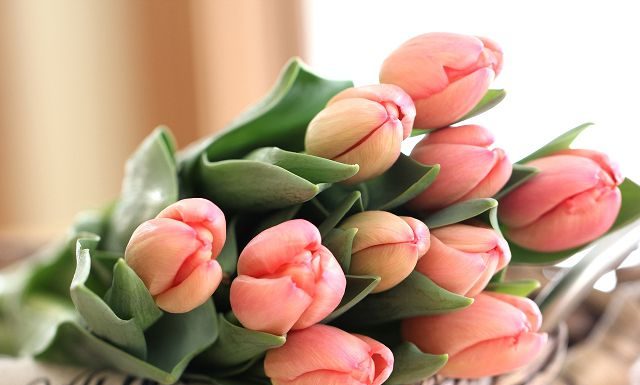 Prietarai ir ženklai apie tulpes