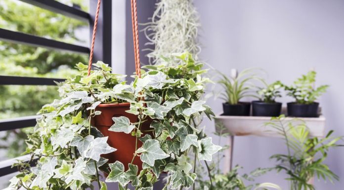 „Feng shui“ mokymas: šių daiktų geriau nelaikyti namuose, norint išvengti bėdų ir nesėkmių