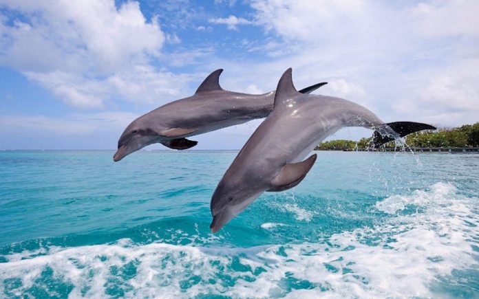 delfinai