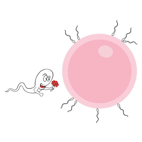 spermatozoidas ir kiaušialąstė