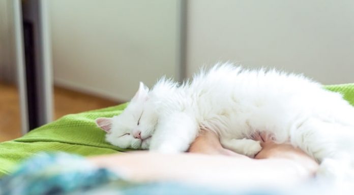 Žmonės, kurie myli kates, dalijasi šiais septyniais išskirtiniais asmenybės bruožais (vaizdo įrašas)