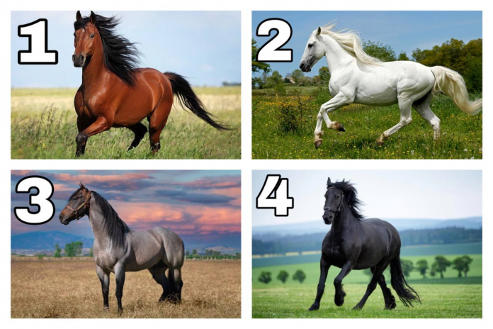 4 arkliai