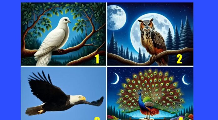 „4 paukščių“ testas – emocinio intelekto tyrinėjimas: pasinerkite į savęs pažinimą