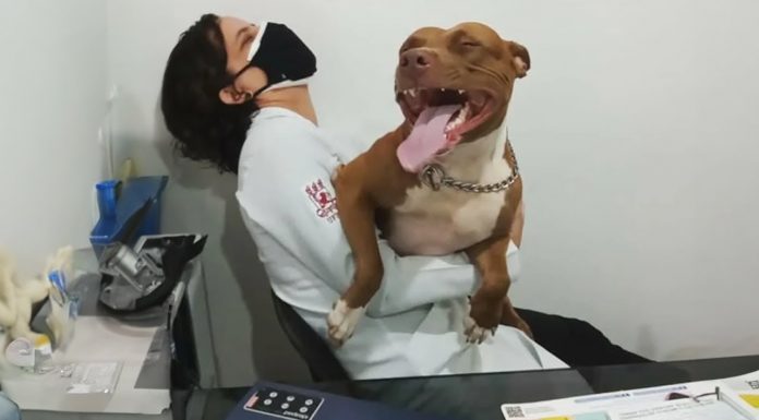 Kodėl šunys bijo veterinarijos klinikų ir kaip įveikti šią baimę (vaizdo įrašas)