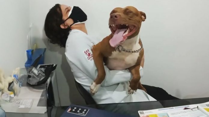 šuo bijo veterinarų