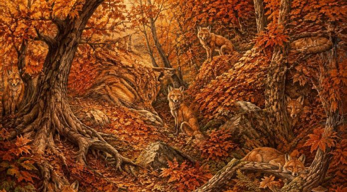 Dėmesingumo testas: kiek raudonplaukių lapių slepiasi rudens miške?